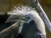 Langschopf Hornvogel